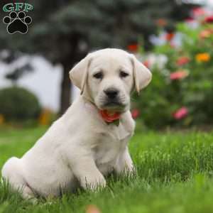 Beth, Yellow Labrador Retriever Puppy